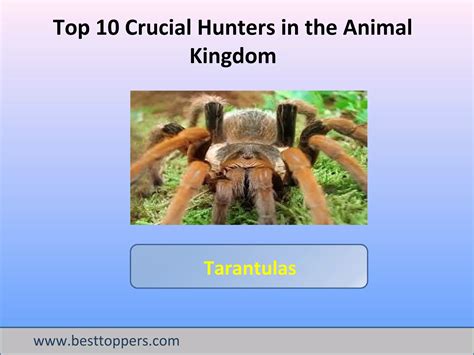 hunter in the animal kingdom figgerits|Hunter in the animal kingdom Figgerits [ Answers ] .